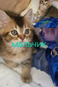 Горловка.Продаються шотландские котята .Больше
