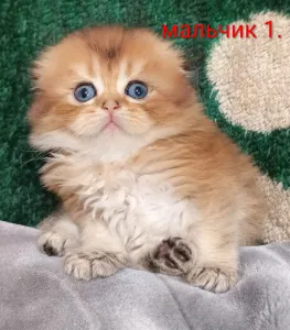 Готовы к переезду в новый дом