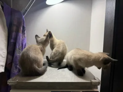 Продаются сиамские котята!  Дата рождения