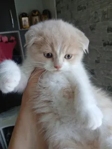Шотландская малышка скоттиш- фолд готова