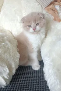 Шотландская малышка скоттиш- фолд готова
