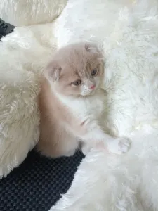 Шотландская малышка скоттиш- фолд готова