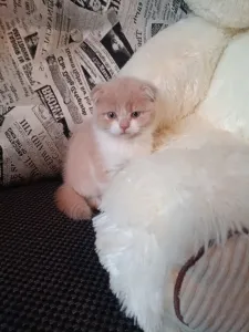 Шотландская малышка скоттиш- фолд готова