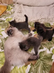 Отдам в хорошие руки котят от кошки шотландской
