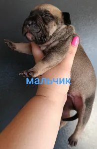 Предлагаем для брони и дальнейшей продажи щенков