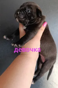 Предлагаем для брони и дальнейшей продажи щенков