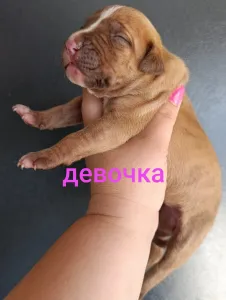 Предлагаем для брони и дальнейшей продажи щенков