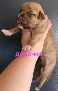 Предлагаем для брони и дальнейшей продажи щенков
