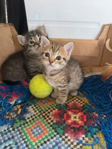 Отдам в добрые руки котят