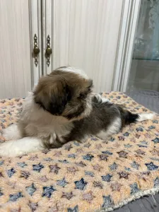 Продам красивых щенков ши тцу