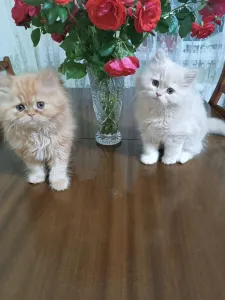Малыши персы классики ждут заботливых родителей.