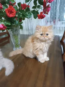 Малыши персы классики ждут заботливых родителей.