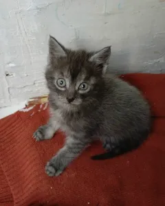 Шустрый котик, культурный