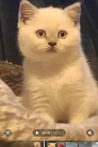 Скоттиш страйт