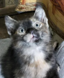 Очень ласковые котята