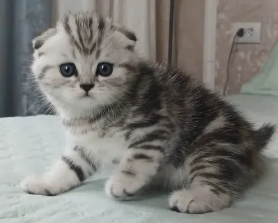 Остался мальчик красавчик. Озорной