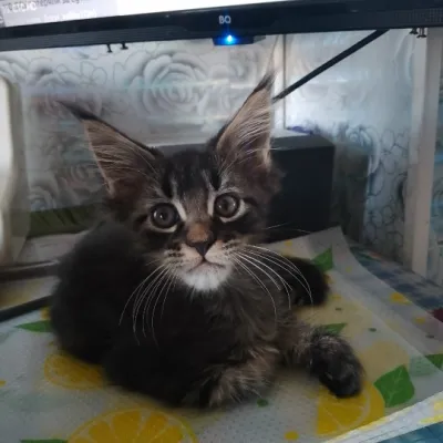Продаётся котёнок Мейн Кун девочка
