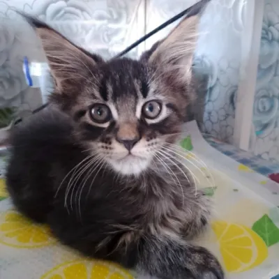 Продаётся котёнок Мейн Кун девочка