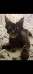 Продаётся котёнок Мейн Кун девочка