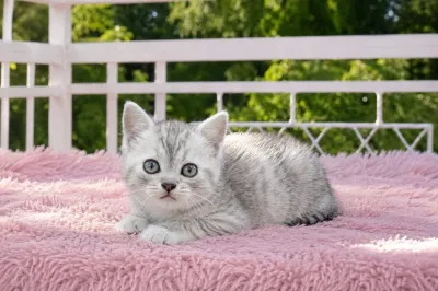 Продаются котята