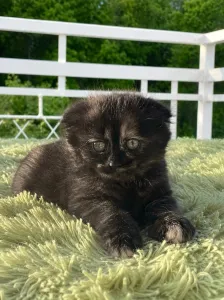 Продаются котята