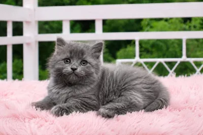 Продаются котята