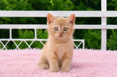 Продаются котята