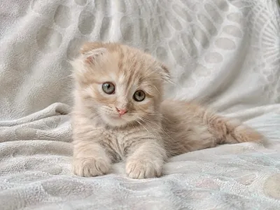 Предлагаются шотландские котята скоттиш-фолд и