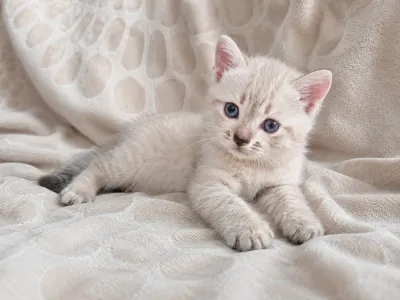 Предлагаются шотландские котята скоттиш-фолд и