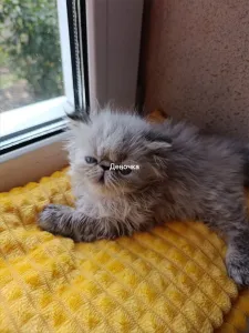 Персидские котята