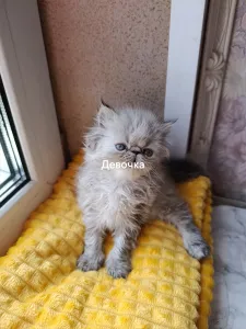 Персидские котята