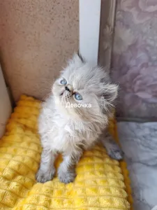 Персидские котята