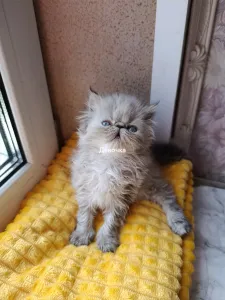 Персидские котята