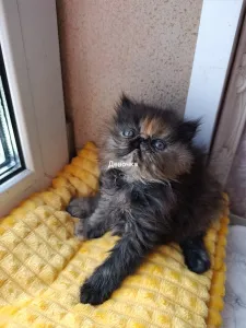 Персидские котята