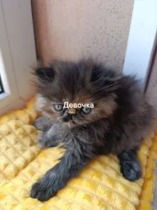 Персидские котята