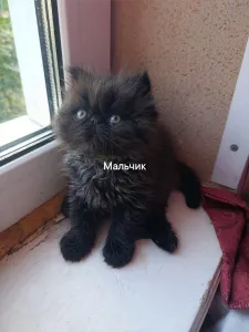 Персидские котята