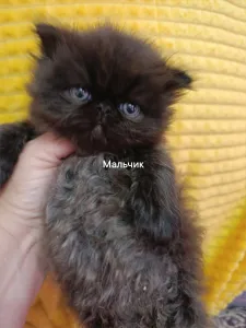 Персидские котята
