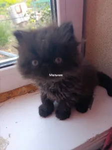 Персидские котята