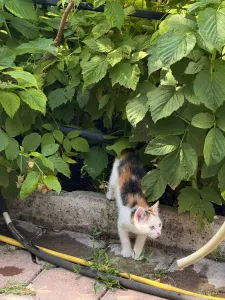 Трехцветные кошечки на счастье 