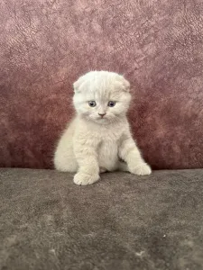 Продается шотландская вислоухая кошечка