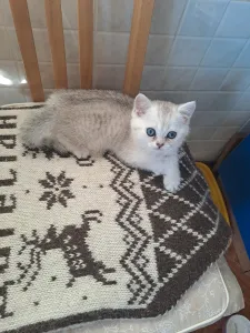 Продается прекрасный шотландский котик