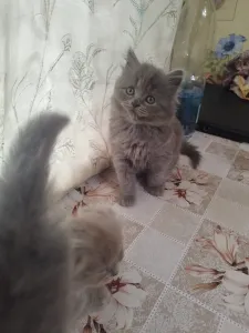 Продаются Шотландские котята девочки