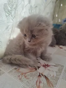 Продаются Шотландские котята девочки