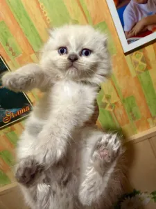 Осталось 2 шикарных котенка