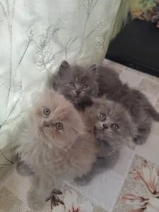 Продаются Шотландские котята девочки