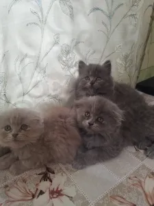Продаются Шотландские котята девочки