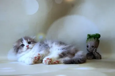 Хайленд фолд