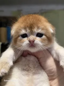 Готовятся к резерву шотландские золотые шиншиллы.