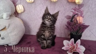 Открыты к продаже котята породы мейн-кун