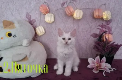 Открыты к продаже котята породы мейн-кун